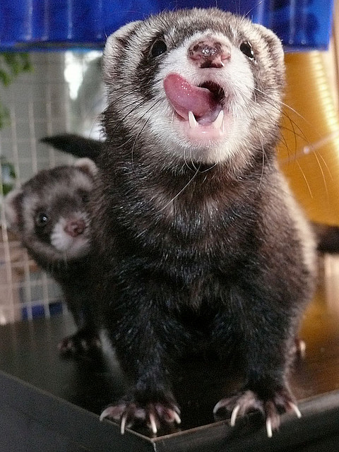 Ferrets - Funny Ferrets, Ferret, Animals, Longpost