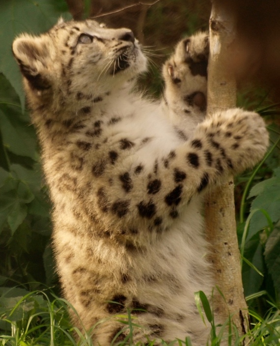 Snow Leopard - Snow Leopard, Longpost, Cat family, Wild animals, The photo