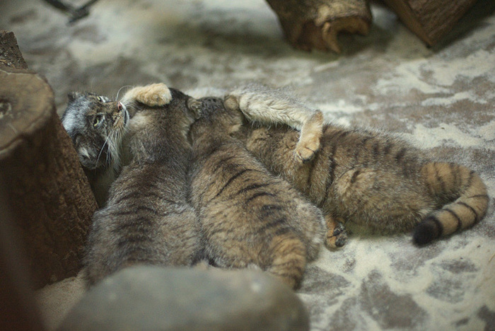 Manul cubs - Pallas' cat, Young, cat, Longpost, The photo