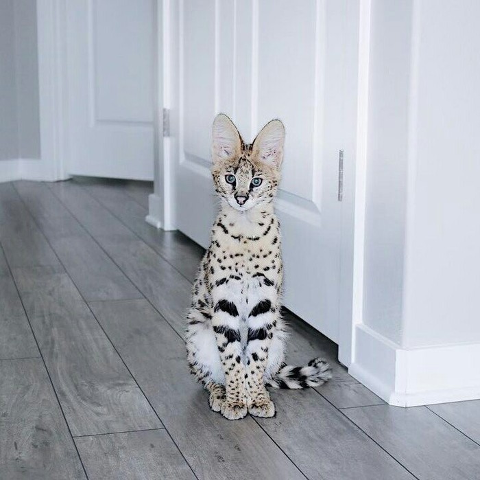 Savannah cat: 3 - Pet, cat, Milota, Longpost, Pets