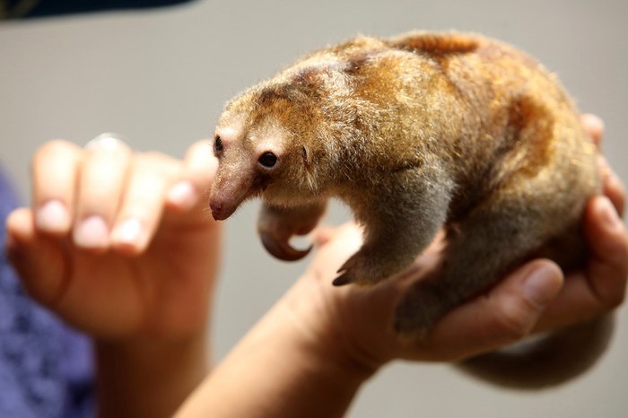 pygmy anteater - Ant-eater, pygmy anteater, Animals, Longpost, Milota