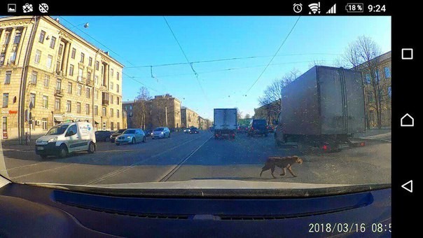 After the explosion in St. Petersburg, a dog ran away. - Saint Petersburg, Dog, Help, Search, Irish Terrier, Longpost, No rating