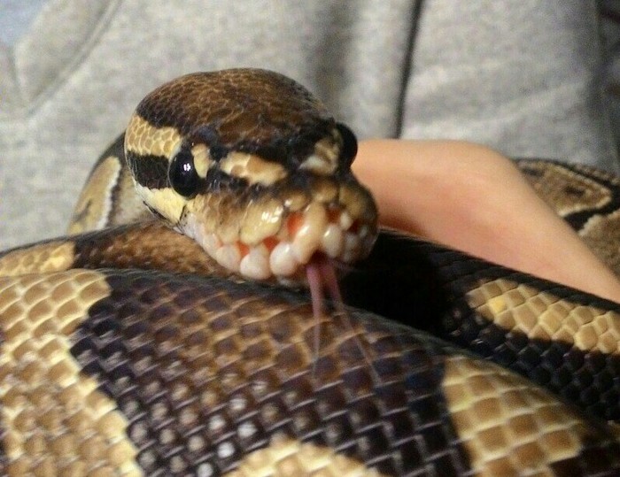 Pshhh...why do snakes have a forked tongue? - My, Anvit, Pithon regius, Royal python, Anatomy