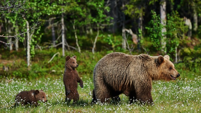 Bear family in flowers. - The photo, Nature, Animals, Brown bears, Bear, The Bears