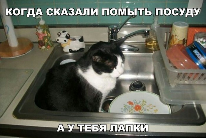 But there is a language - cat, Dirty dishes