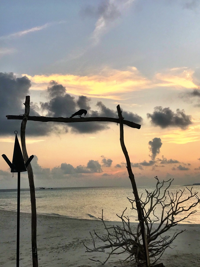 A little crypto in the Maldives - My, Kripota, Beach, Crow