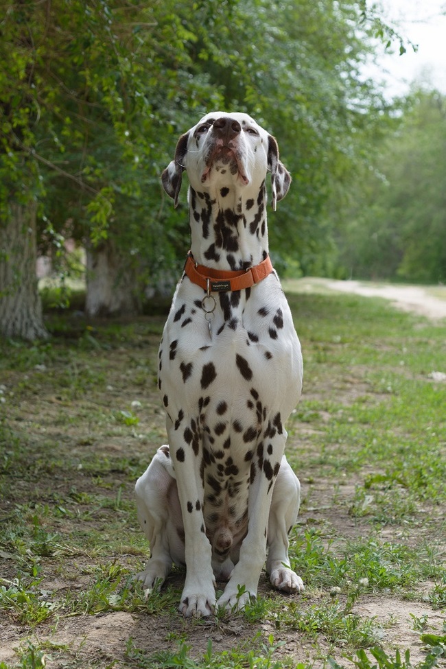 Dalmatians - Dalmatian, Dog, Longpost