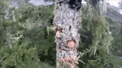 Whack-whack-whack... fly away, ready! - Forest, Roller, British Columbia, Canada, Height, GIF, Tree