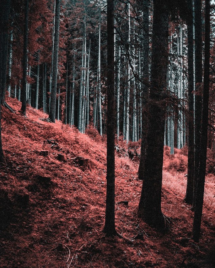 Иной взгляд на мир Искусство, Тританопия, Фотография, Дальтонизм, Арт, Длиннопост