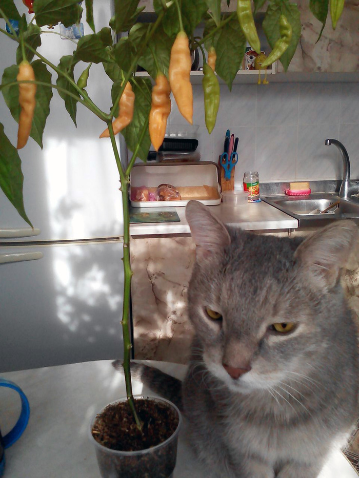 Aji Melocoton. - My, Pepper, Vegetable garden on the windowsill, cat, Longpost, Agricultural League