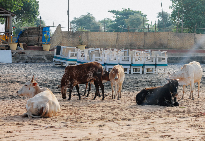 Goa cows. - My, Goa, My, The photo, India, Cow, Travels, Longpost