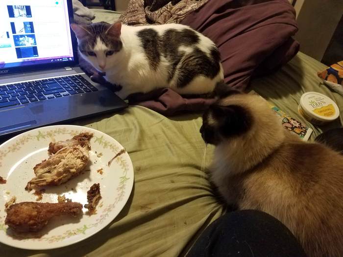 I have a very furry audience when I eat fried chicken. - cat, Catomafia, Animals, Pets, Hen, Food, Reddit