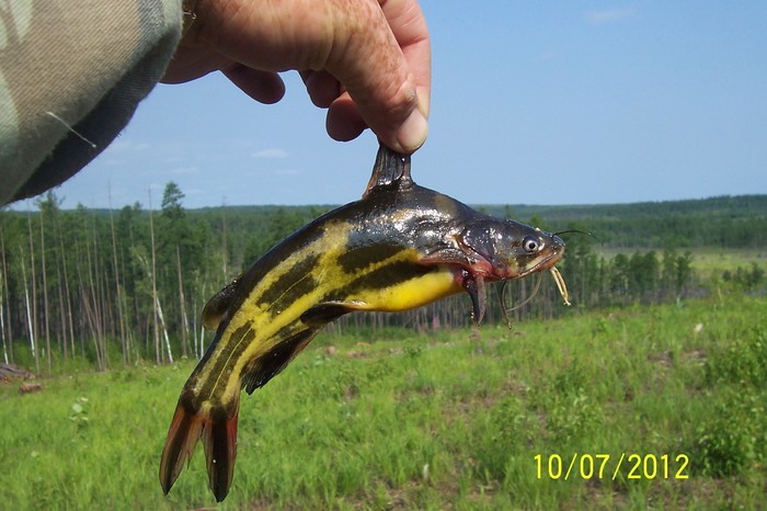 Does anyone know what this fish is called? - A fish, Catch, , River, Amga, Evenk, Hunting, Fishing