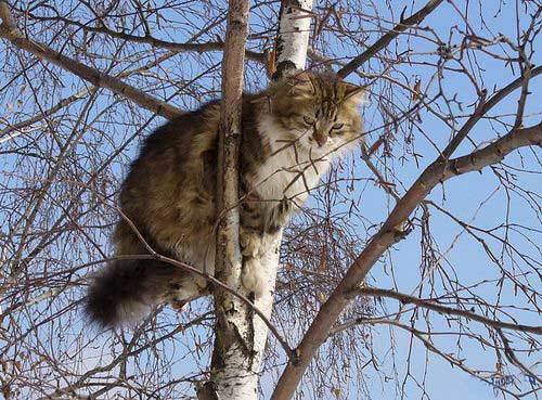 Коты прилетели, коты прилетели, с собою  весну принесли! - Кот, Котомафия, Март