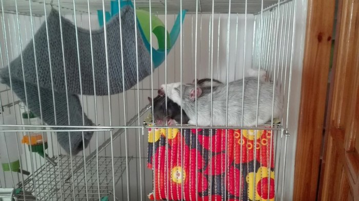 sleeping rats - My, Decorative rats, Rat, , Rat Chronicles, 