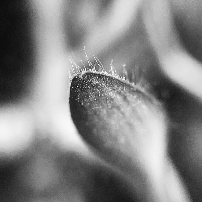 Black and white macrocosm - My, Macro, Peace, Longpost, Macro photography