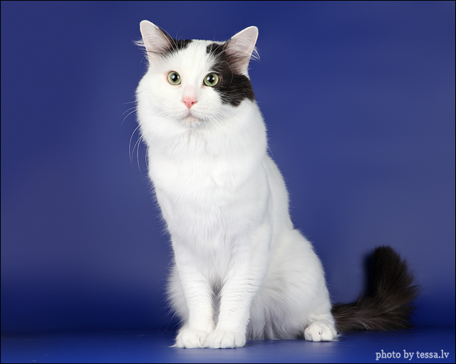 Tessa's cats - cat, The photo, Tessa, Longpost, Turkish Van, , Burmese, Cat breeds