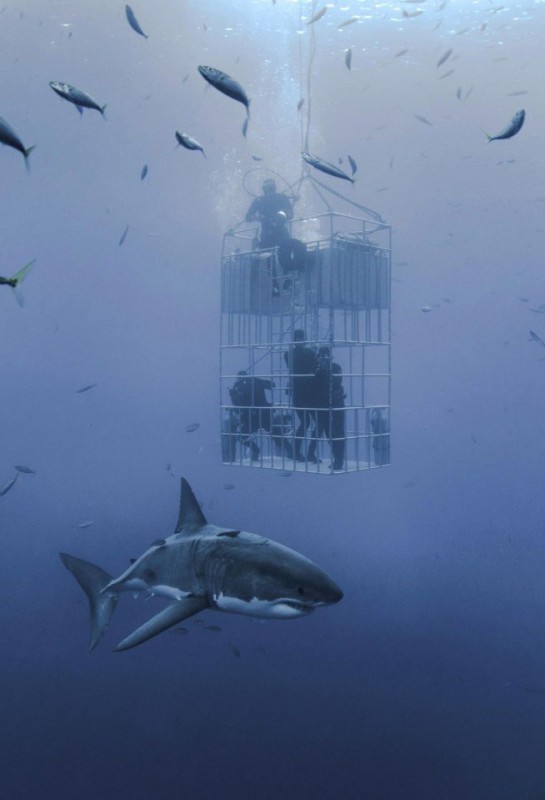 Photographer Captures Huge White Shark Circling Divers' Cage - Shark, Diving, The photo, Predator, Longpost