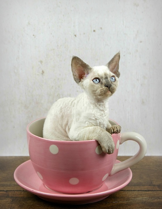 Devon Rex - cat, Breed, Devon Rex, Longpost