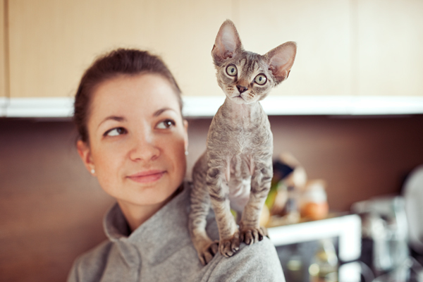 Devon Rex - cat, Breed, Devon Rex, Longpost