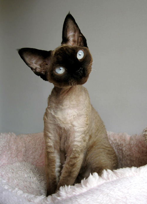 Devon Rex - cat, Breed, Devon Rex, Longpost