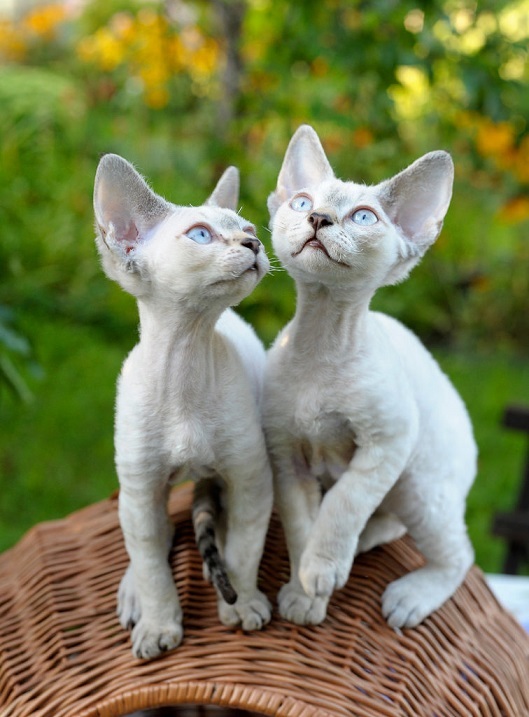 Devon Rex - cat, Breed, Devon Rex, Longpost