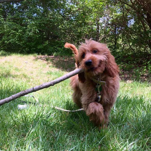 It would seem that it’s just a piece of wood, but how much happiness is on the face) - Dog, Stick, Happiness, Milota, Pets, Walk, Aport