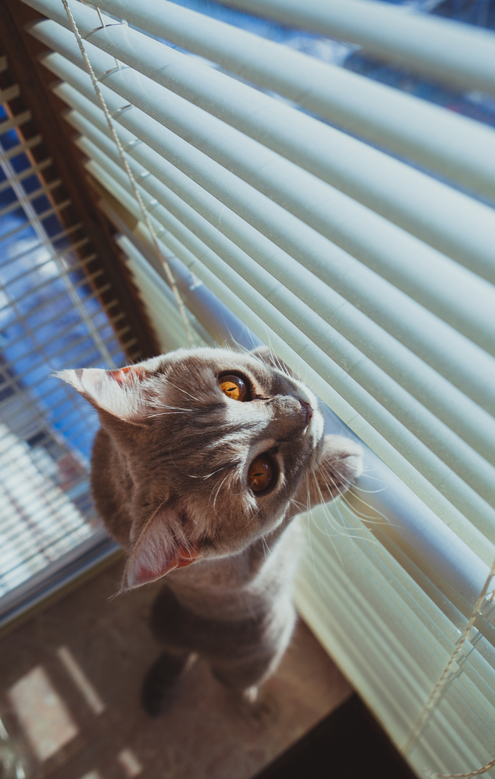 Curious - My, cat, Scottish Straight, Blinds, The sun, Longpost