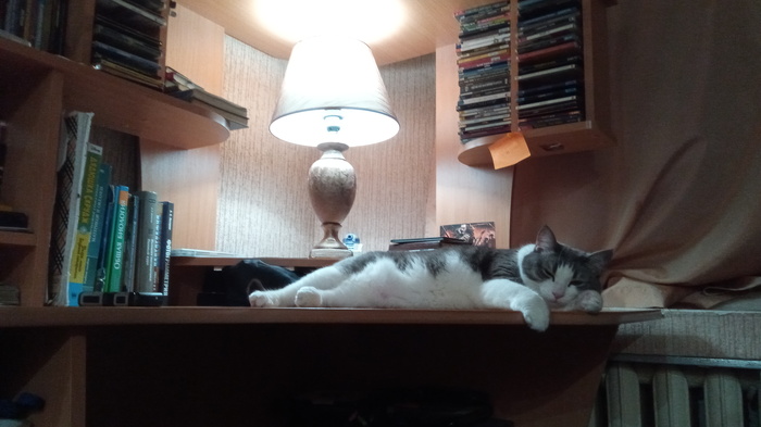 Take a rest, comrade - My, cat, Cat with lamp, Priorities