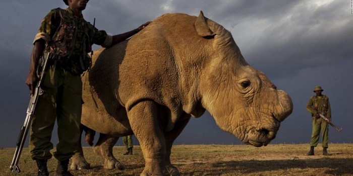 Last male northern white rhino dies - Nature, Poachers, Animals, Rhinoceros, Negative, , White Rhinoceros