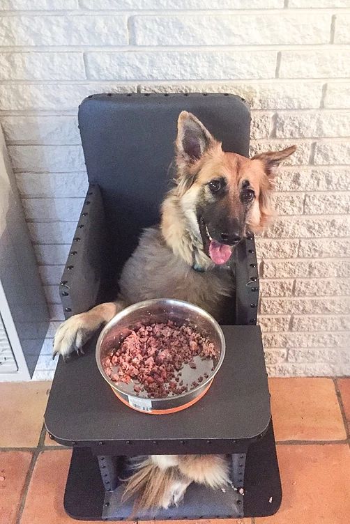 Dog high chair - Dog, Chair, Megaesophagus, Disease, GIF, Longpost