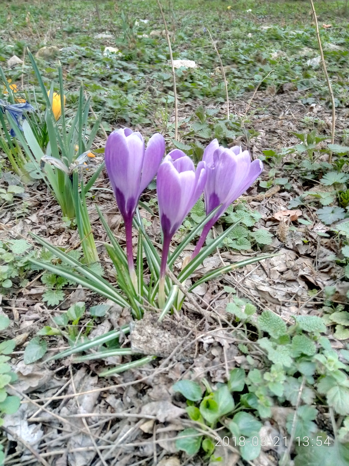 spring flowers - My, beauty, Spring, Flowers, Crimea, Feodosia, Longpost