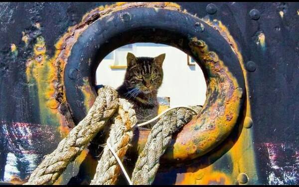 rat-catcher boatswain - cat, Mooring lines, Pied Piper, Matroskin the cat, Boatswain