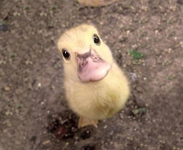 Hello! - Ducklings, Birds, Milota, Spring, Reddit