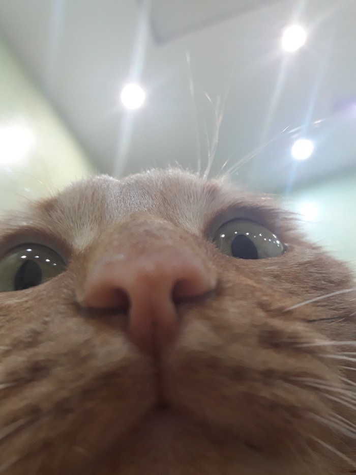 This person tried to unlock your phone - My, cat, The photo