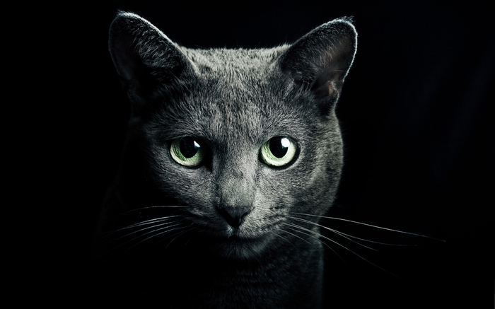 Those green eyes - cat, Eyes, Russian blue