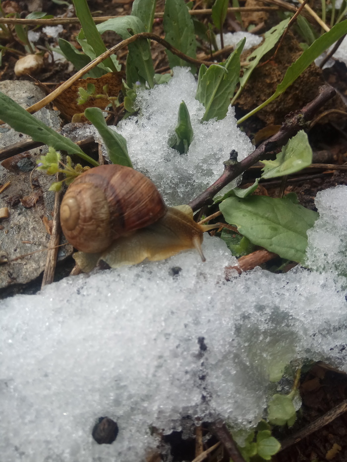 Spring in Crimea - My, Spring, Snail, Snow