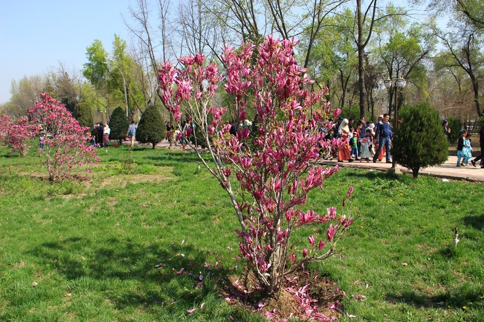 Магнолии зацвели