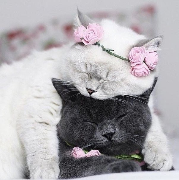 Семейный альбом - Кот, Фотография, Фотосессия, Love story, Длиннопост, Домашние животные