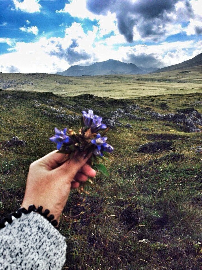 As it is sung in the well-known song: “Better mountains can only be mountains that you have not yet been to” - The mountains, Nature, beauty of nature, Flowers, Flower, Summer, Inspiration