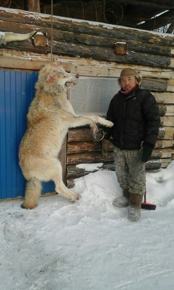 Факт: в Якутии водятся самые крупные волки | Пикабу