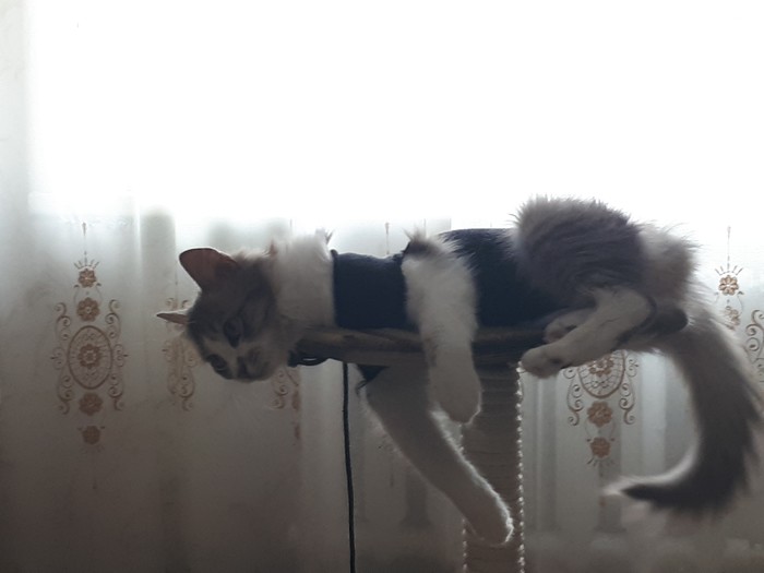    ,   ... , 