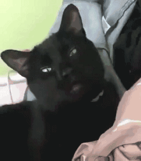 Aaapchii - GIF, Sneeze, cat