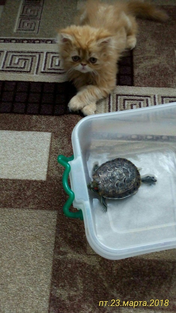 Lion and Turtle - My, , Catomafia, cat, 