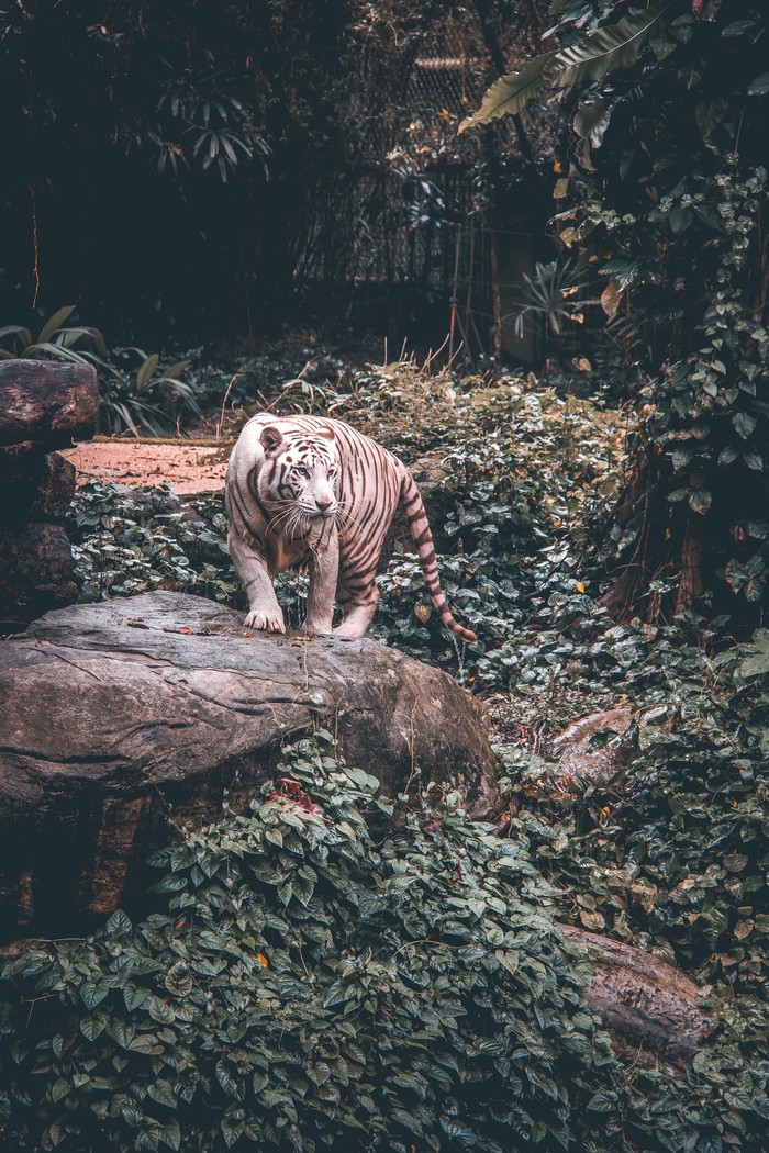 Tiger - Tiger, Jungle, The beast, Predator