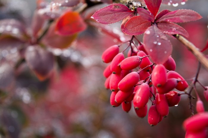 Barberry - My, Barberry, Red, Tomsk, Autumn, The photo