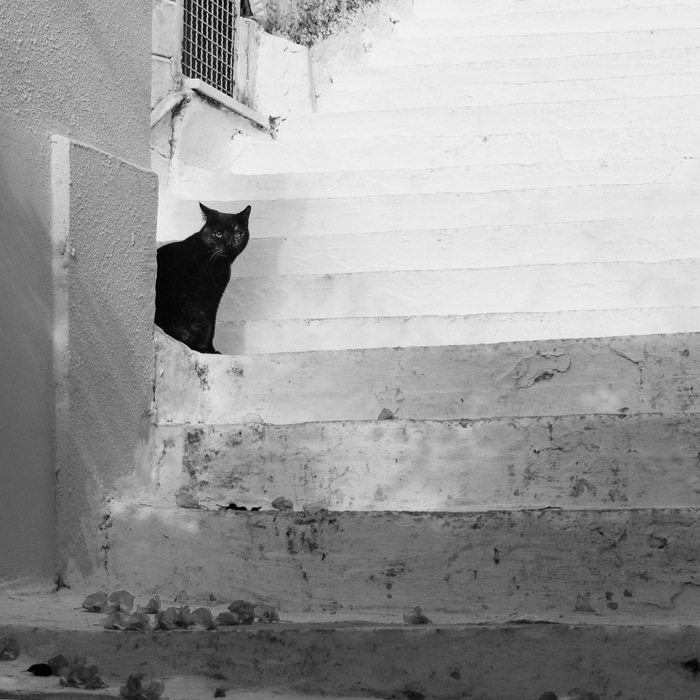 Black on white - My, The photo, cat