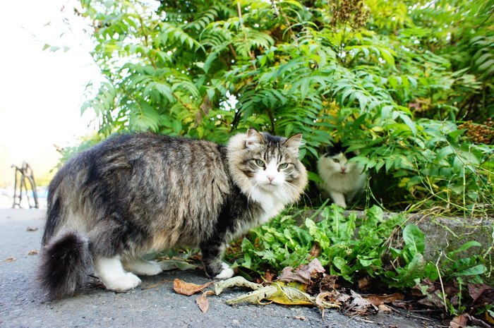 Russian youtube - cat, The photo