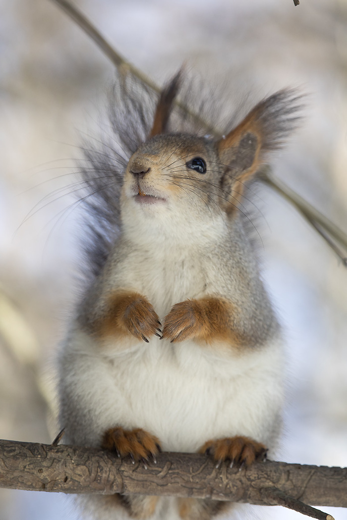Squirrel - Squirrel, Animals, Paws, Squirrel, Winter, The photo