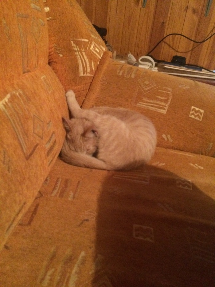 Sleeping cat - My, cat, Morgan, Catomafia, Longpost